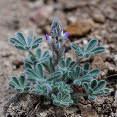 Lupinus concinnus, photographed by Andrew Tree