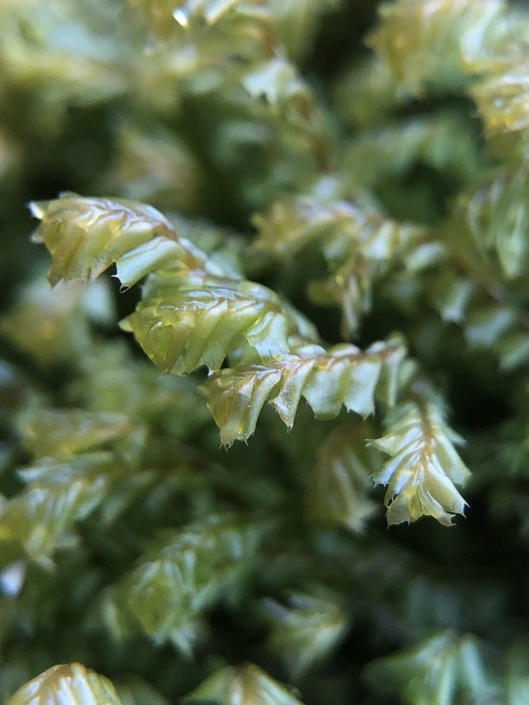 Plagiochila spinulosa, photographed by Young Jun Lee