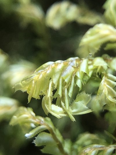 Plagiochila spinulosa, photographed by Young Jun Lee