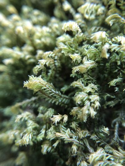 Plagiochila spinulosa, photographed by Young Jun Lee
