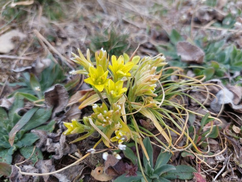 Gagea bohemica, photographed by J V