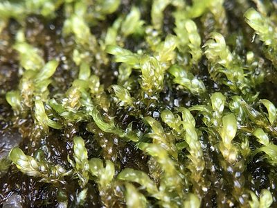 Hygrohypnella ochracea, photographed by Young Jun Lee