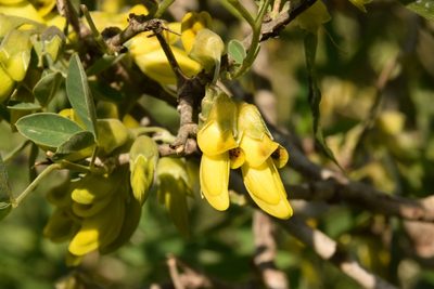 Anagyris foetida, photographed by Mitch Van Dyke