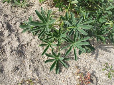 Lupinus gredensis, photographed by José Luis Camaño