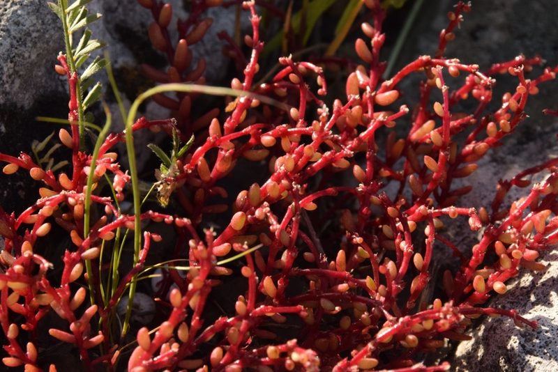Sedum microcarpum, photographed by Mitch Van Dyke
