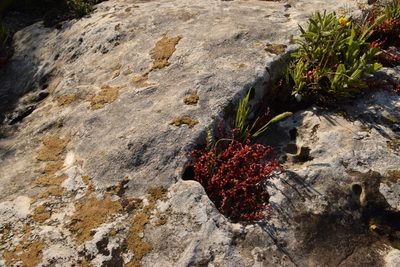 Sedum microcarpum, photographed by Mitch Van Dyke