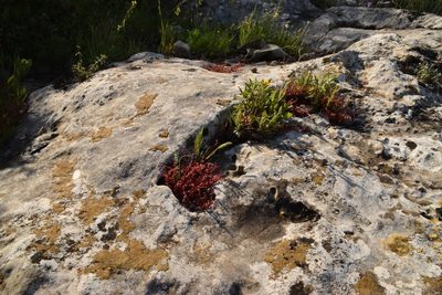Sedum microcarpum, photographed by Mitch Van Dyke