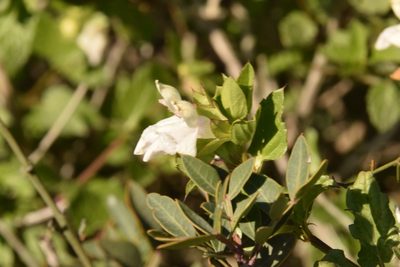 Prasium majus, photographed by Mitch Van Dyke