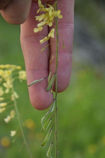 Isatis lusitanica, photographed by Mitch Van Dyke