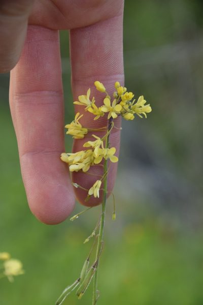 Isatis lusitanica, photographed by Mitch Van Dyke
