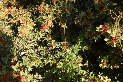 Rubia tenuifolia, photographed by Mitch Van Dyke