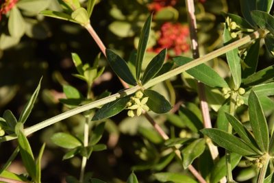 Rubia tenuifolia, photographed by Mitch Van Dyke