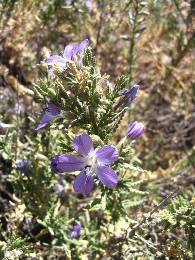 Cantua volcanica, photographed by cstobie