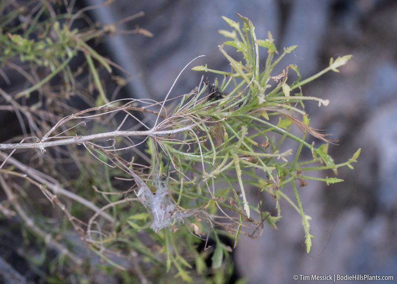 Pleurocoronis pluriseta, photographed by Tim Messick
