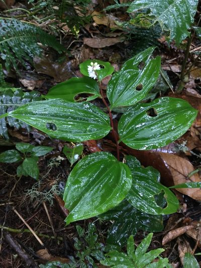 Maianthemum scilloideum, photographed by Erick Vélez Sánchez