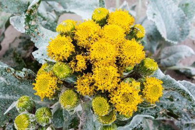 Senecio candidans, photographed by Dan Harville