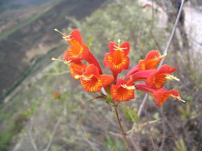 Tecoma rosifolia, photographed by cstobie