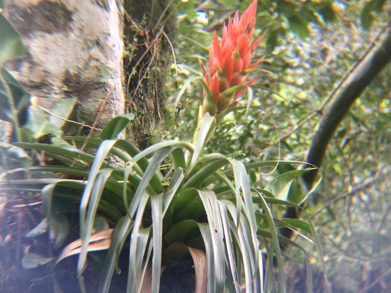 Tillandsia ponderosa, photographed by Erick Vélez Sánchez