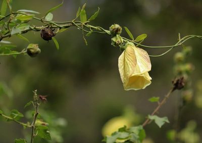 Hibiscus ludwigii, photographed by Dave Brown