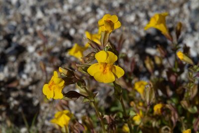 Erythranthe thermalis, photographed by Dan Harville