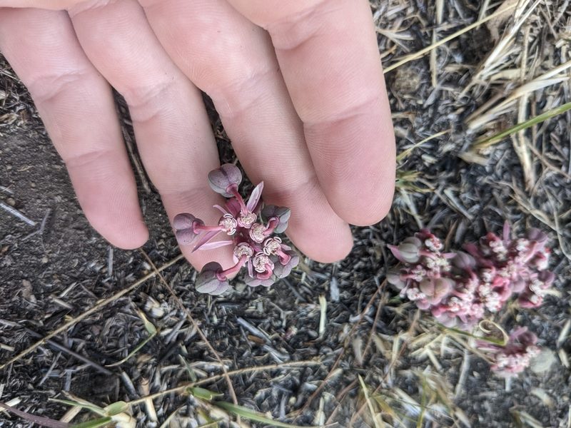 Euphorbia radians, photographed by Connor McInerney