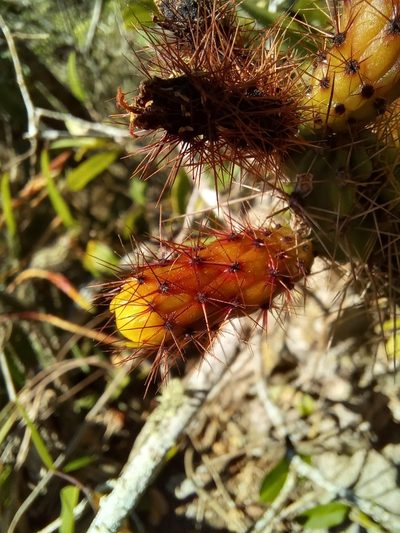 Leptocereus assurgens, photographed by Dayron Breto