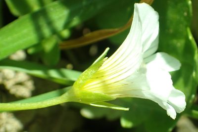 Limnanthes douglasii, photographed by Steve Woodward