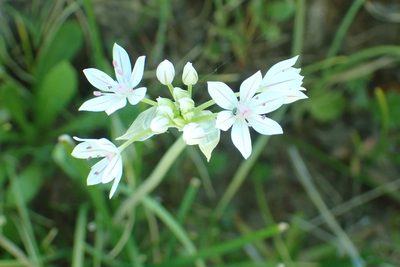 Allium hyalinum, photographed by Steve Woodward