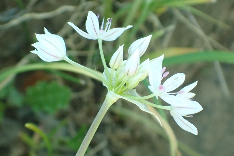 Allium hyalinum, photographed by Steve Woodward