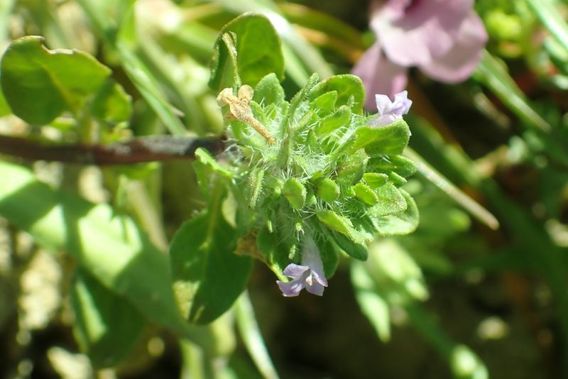Pogogyne zizyphoroides, photographed by Steve Woodward
