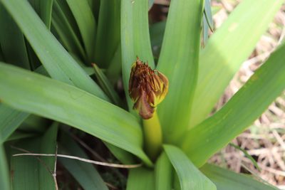 Asphodelus albus, photographed by Bastien Alegot