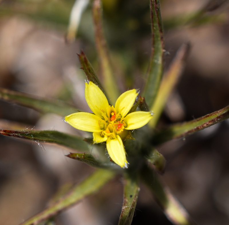 Chaetanthera moenchioides, photographed by Nicolás Villaseca Merino