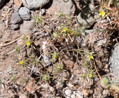 Chaetanthera moenchioides, photographed by Nicolás Villaseca Merino