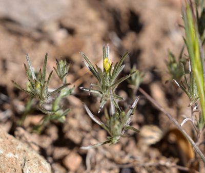 Chaetanthera moenchioides, photographed by Nicolás Villaseca Merino