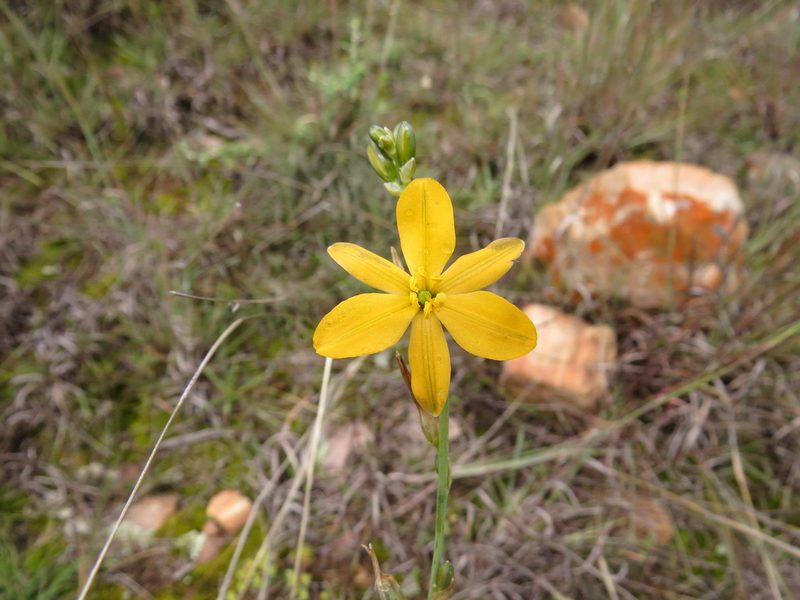 Echeandia ciliata, photographed by Manuel Roncal