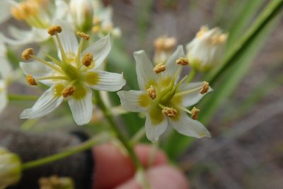 Toxicoscordion fremontii, photographed by Millie Basden