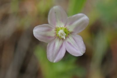 Convolvulus simulans, photographed by Millie Basden