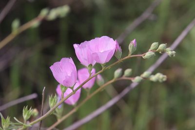 Sidalcea sparsifolia, photographed by Millie Basden
