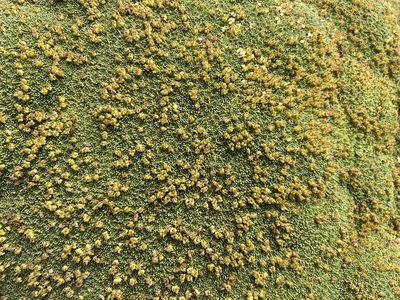 Azorella compacta, photographed by nmoorhatch