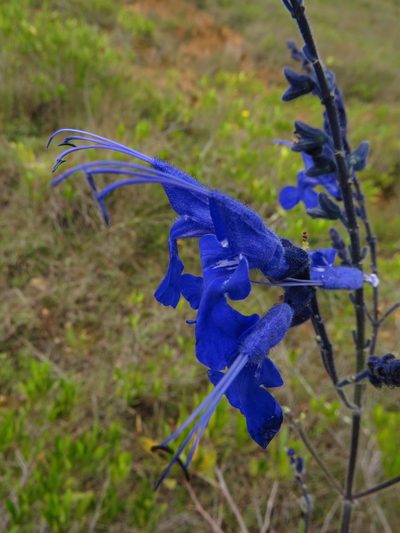 Salvia sagittata, photographed by Manuel Roncal