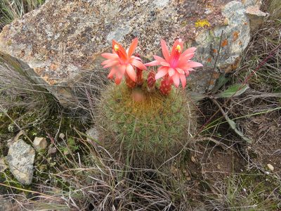 Matucana aurantiaca, photographed by Manuel Roncal