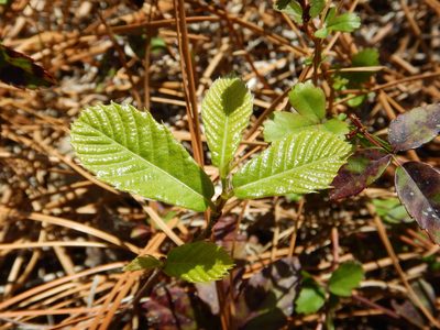Castanea pumila, photographed by Ryan Watson