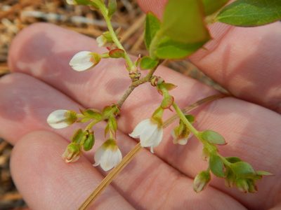 Gaylussacia dumosa, photographed by Ryan Watson
