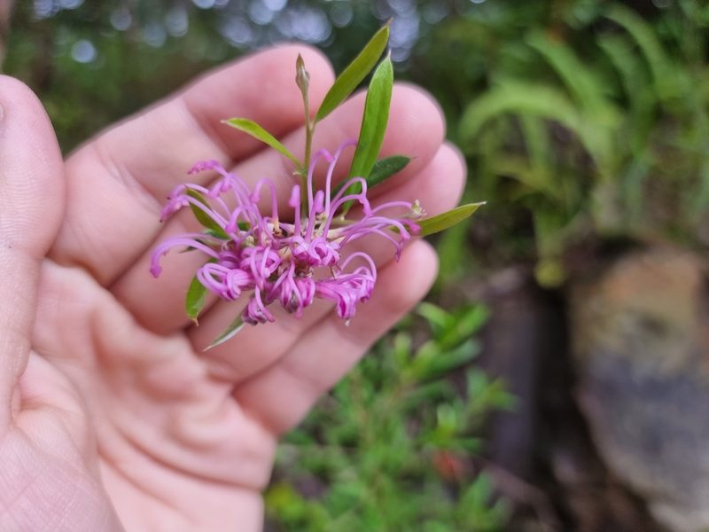 Grevillea sericea, photographed by Richard Dimon