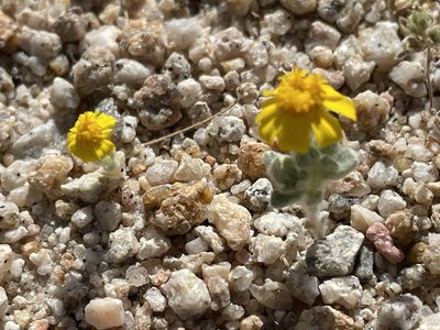 Eriophyllum wallacei, photographed by Bobby McCabe