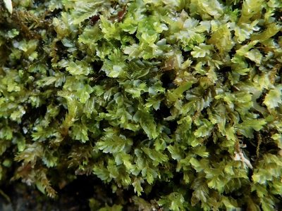 Lophocolea appalachiana, photographed by Michael J. Papay