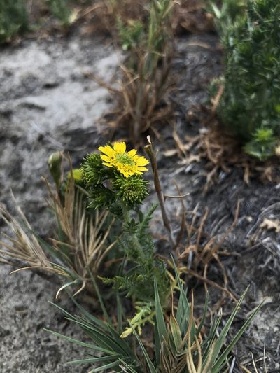 Centromadia pungens, photographed by Justin Paulin