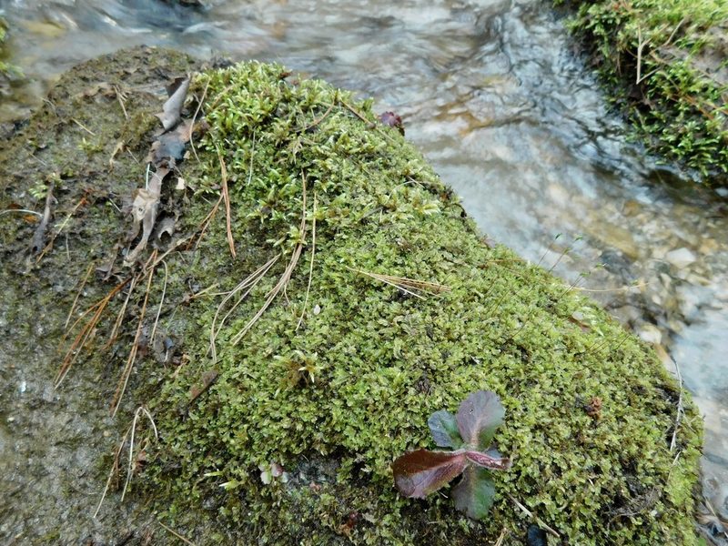 Lophocolea appalachiana, photographed by Michael J. Papay