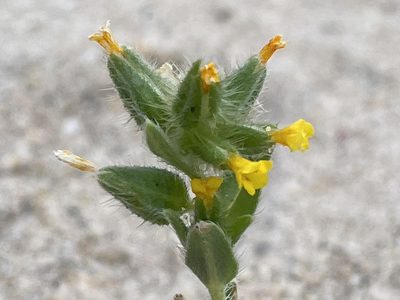 Amsinckia tessellata, photographed by Bobby McCabe