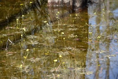 Utricularia inflata, photographed by Ryan Watson